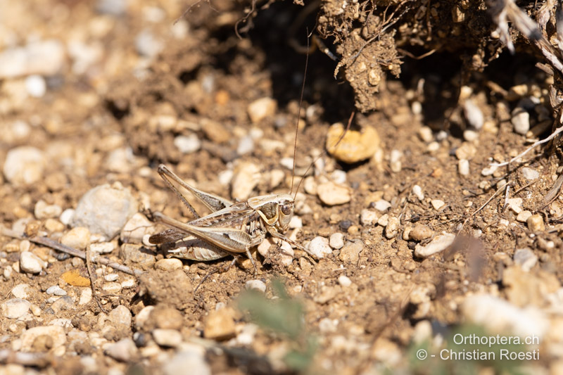 Montana stricta ♂ - BIH, Lipa, 29.07.2022