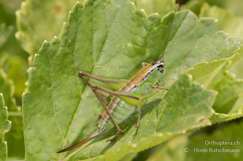 Pholidoptera frivaldszkyi ♀ - BG, Kjustendil, Rila, 05.07.2018