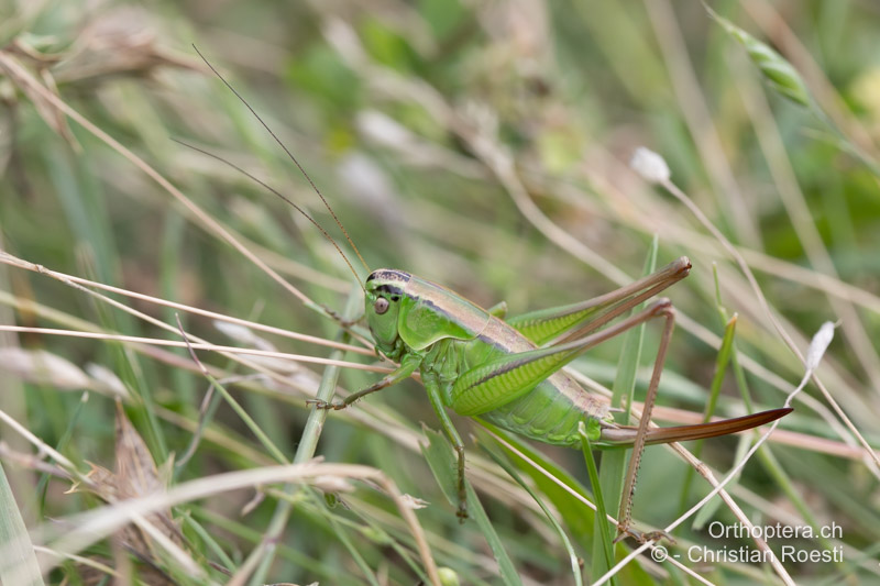 Pholidoptera frivaldszkyi ♀ - BG, Oblast Sofia, Kopriwschtiza, 10.07.2018