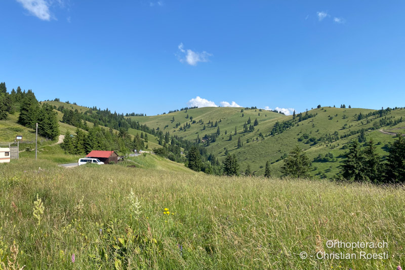 Bergwiese in den Karpaten - RO, Transsilvanien, Frumoasa, 10.07.2021