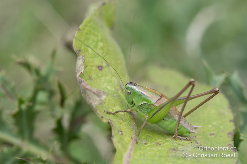 Pholidoptera frivaldszkyi ♂ - BG, Oblast Sofia, Kopriwschtiza, 10.07.2018