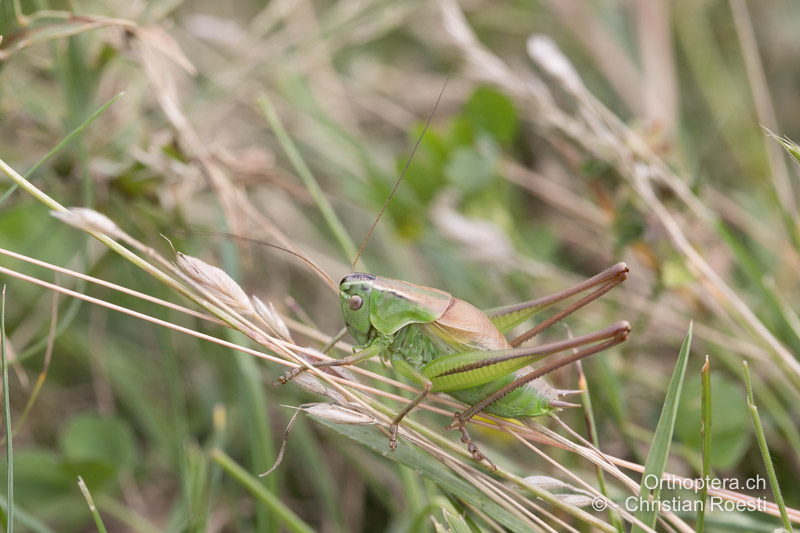 Pholidoptera frivaldszkyi ♂ - BG, Oblast Sofia, Kopriwschtiza, 10.07.2018