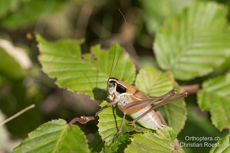 Pholidoptera frivaldszkyi ♂ - BG, Oblast Sofia, Kopriwschtiza, 10.07.2018