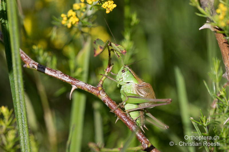 Pholidoptera frivaldszkyi ♂ singend - BG, Oblast Sofia, Kopriwschtiza, 11.07.2018