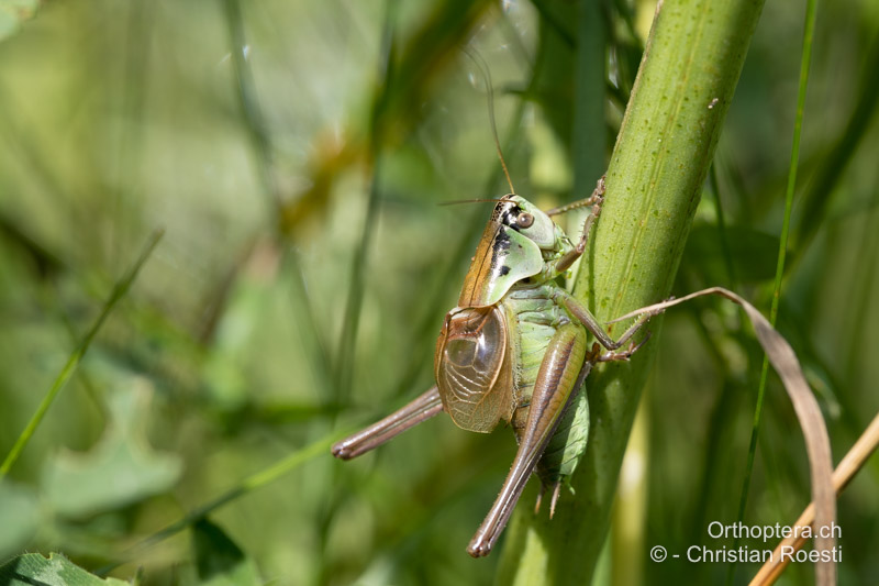 Pholidoptera frivaldszkyi ♂ singend - BG, Oblast Sofia, Kopriwschtiza, 10.07.2018
