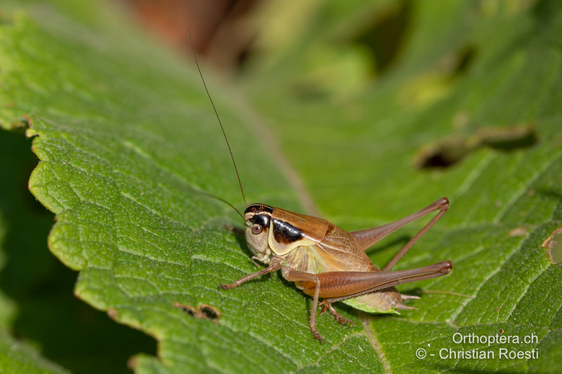 Pholidoptera frivaldszkyi ♂ - HR, Dalmatien, Otrić, 02.08.2022