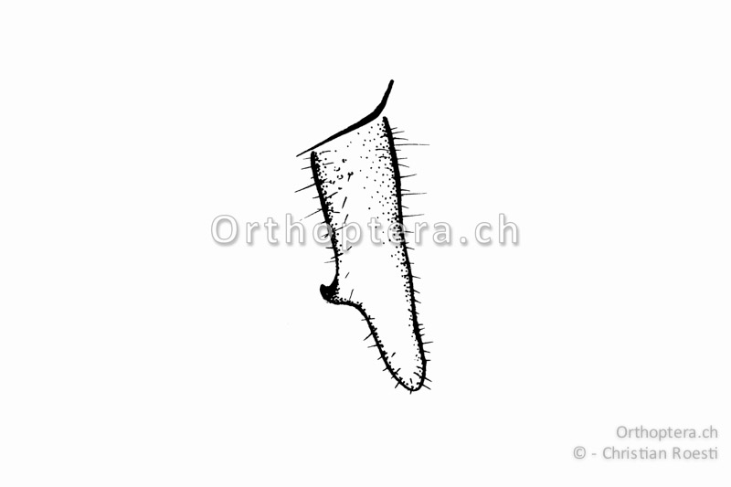 Rechter Cercus von Platycleis albopunctata ♂. Der Innenzahn befindet sich hinter der Mitte.