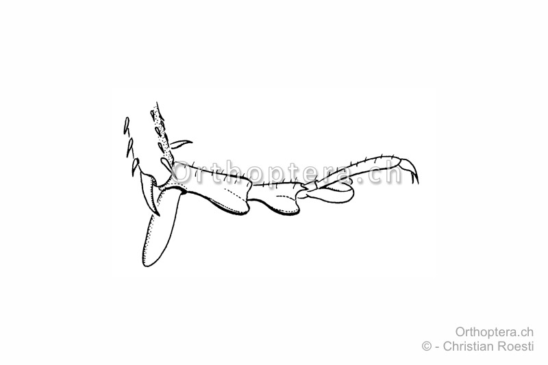 Hinterfuss von Rhacocleis germanica ♀. Die Sohlenlappen am ersten Glied sind lang und frei beweglich.