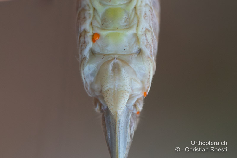 Hinterleibsende von Rhacocleis germanica ♀ von unten - HR, Dalmatien, Hvar, 29.07.2021