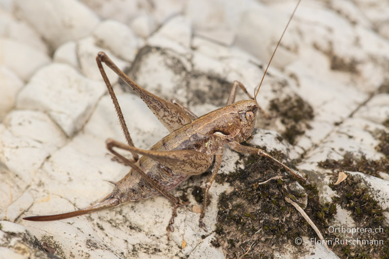 Rhacocleis germanica ♀ - IT, Toskana, Licciana Nardi, 15.10.2016