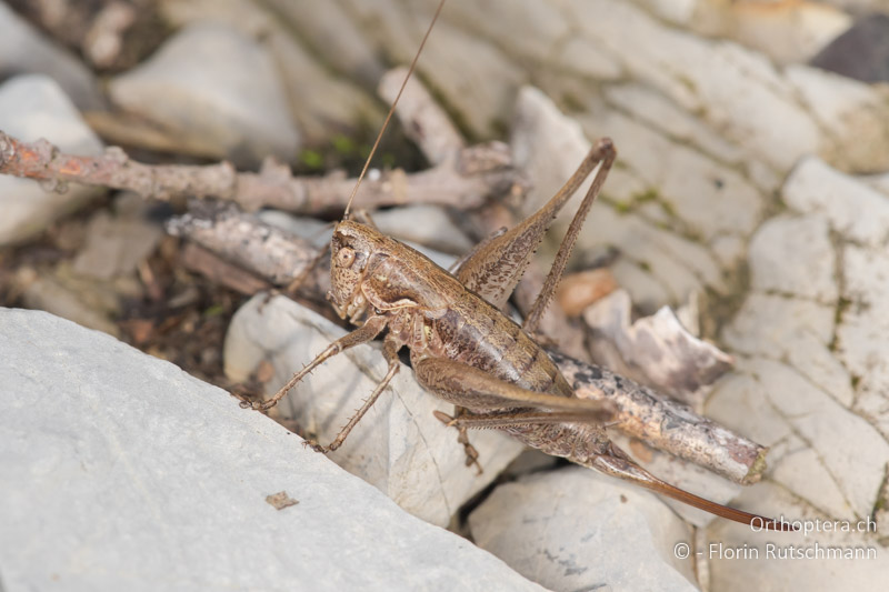 Rhacocleis germanica ♀ - IT, Toskana, Licciana Nardi, 15.10.2016