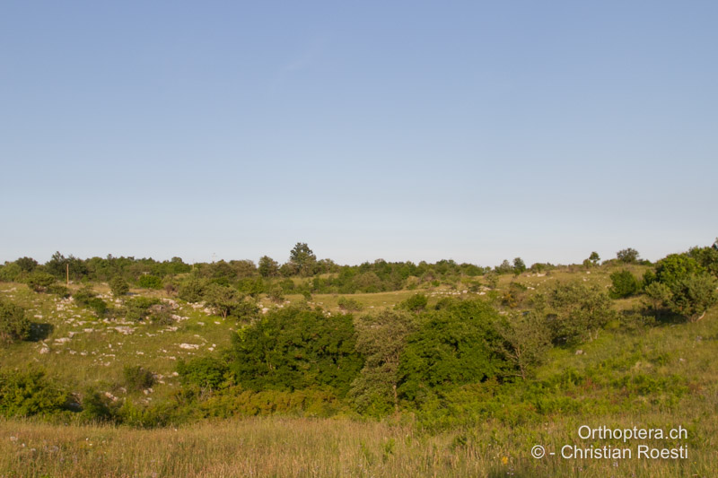 Strukturreiche Doline in Istrien - HR, Istrien, Rojnići, 04.06.2014