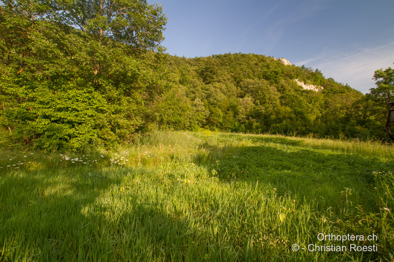 Waldrand - HR, Istrien, Vozilići, 13.06.2024