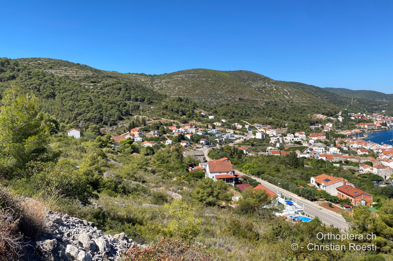 Macchie, dichtes Buschland an der Küste - HR, Dalmatien, Vis, 31.07.2022