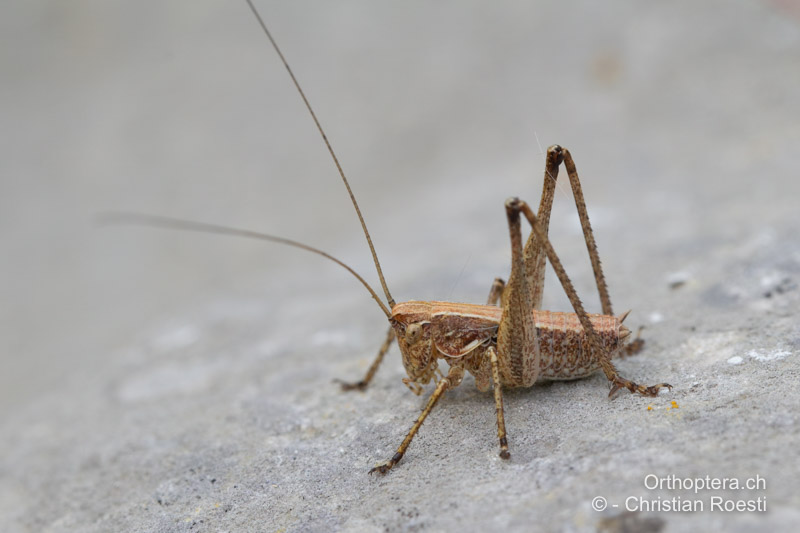 Nymphe von Rhacocleis germanica