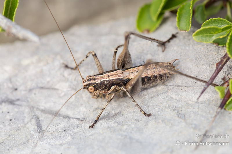 Rhacocleis germanica ♂ - HR, Cres, Beli, 29.07.2014