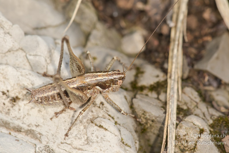 Rhacocleis germanica ♂ - IT, Toskana, Licciana Nardi, 15.10.2016