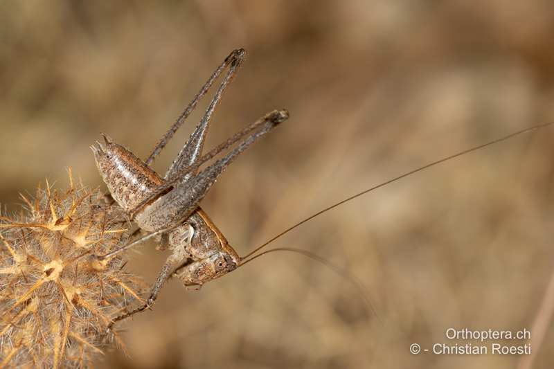 Rhacocleis germanica ♂- HR, Dalmatien, Hvar, 24.07.2021
