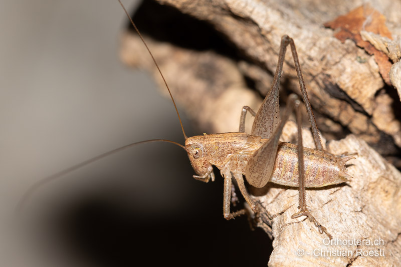 Rhacocleis germanica ♂- HR, Dalmatien, Zaton Obrovački, 24.07.2021