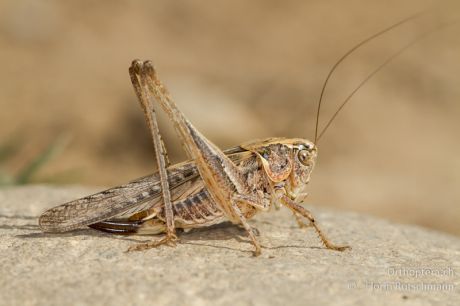 Platycleis affinis