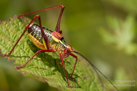 Barbitistes serricauda