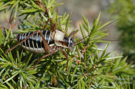 Ephippiger diurnus