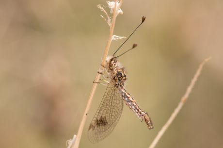 Frühsommer in Griechenland 2015 - FR - Verschiedenes