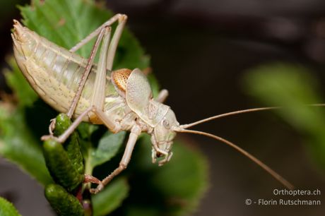 Ephippiger terrestris