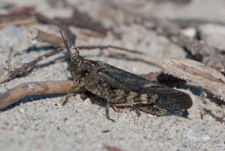Bryodemella tuberculata