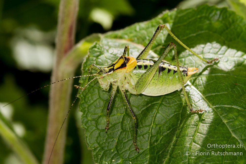 Poecilimon ornatus Männchen - IT, Friaul-Julisch Venetien, Triest, 09.06.2014