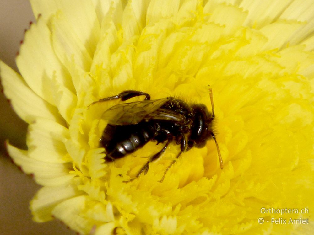 Zottelbiene (Panurgus calcaratus) - GR, Westmakedonien, Mt. Vernon, 10.07.2013