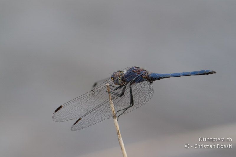 Trithemis furva, Navy Dropwing ♂ - SA, Mpumalanga, Matibidi, Seitenbach vom Blyde River, 10.01.2015