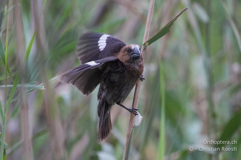 Grosbeak Weaver (Amblyospiza albifrons) ♂ - SA, Gauteng, Pretoria National Botanical Garden, 16.01.2015