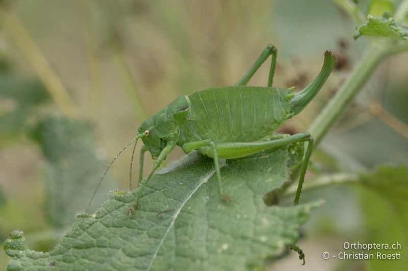 Poecilimon ornatus ♀ - HR, Istien, Mt. Učka, 24.07.2015