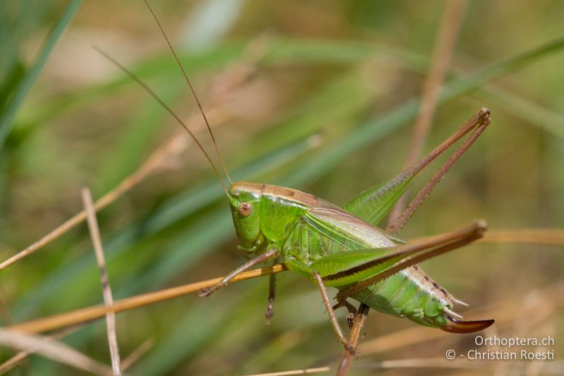 Bicolorana bicolor ♀ - CH, AG, Blauen, 01.08.2016