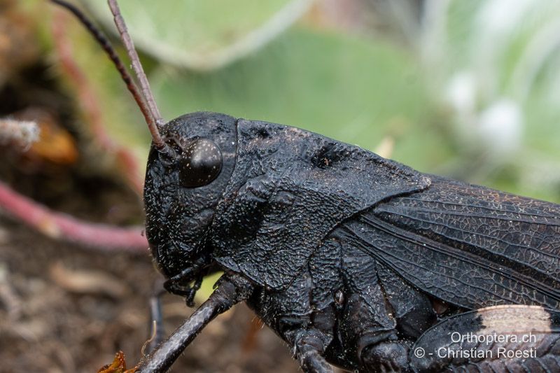 Halsschild von Psophus stridulus ♂, der Mittelkiel wird durch keine Quernaht unterbrochen - CH, VS, Törbel, 19.09.2024