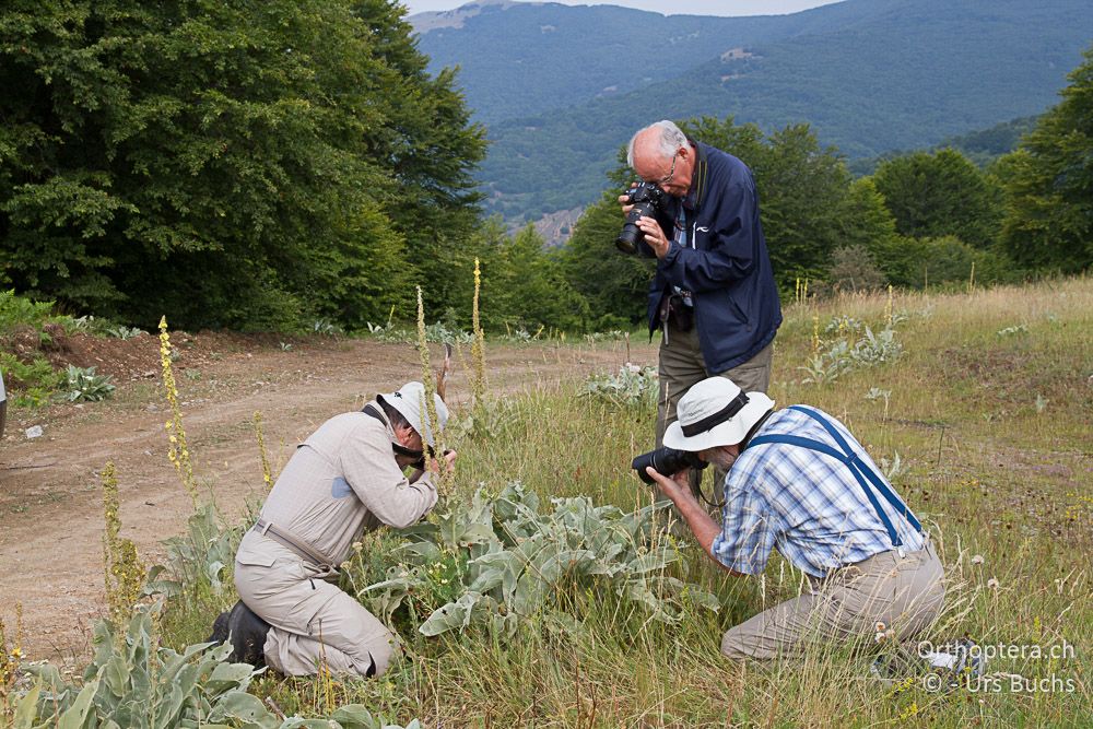 'Wanderheuschrecken' ♂♂ - GR, Westmakedonien, Mt. Vernon, 10.07.2013