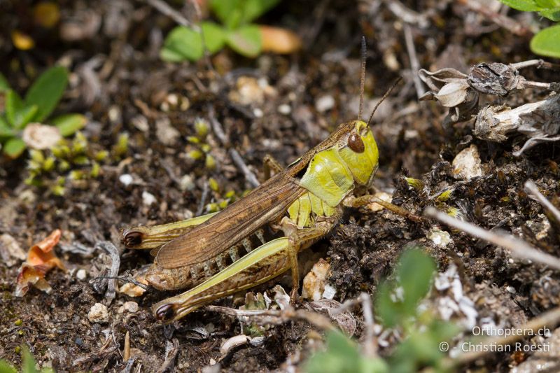 Gomphocerus sibiricus ♀ - CH, VS, Riederalp, 02.07.2011