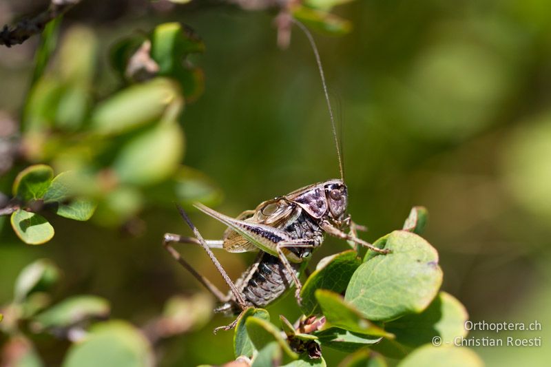 Metrioptera brachyptera ♂ - CH, VS, Riederalp, 20.08.2011