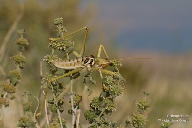 Saga ephippigera, Männchen. Sie ist eine der grössten Heuschrecken der Westpaläarktis. Wadi Walah, 25.05.2011