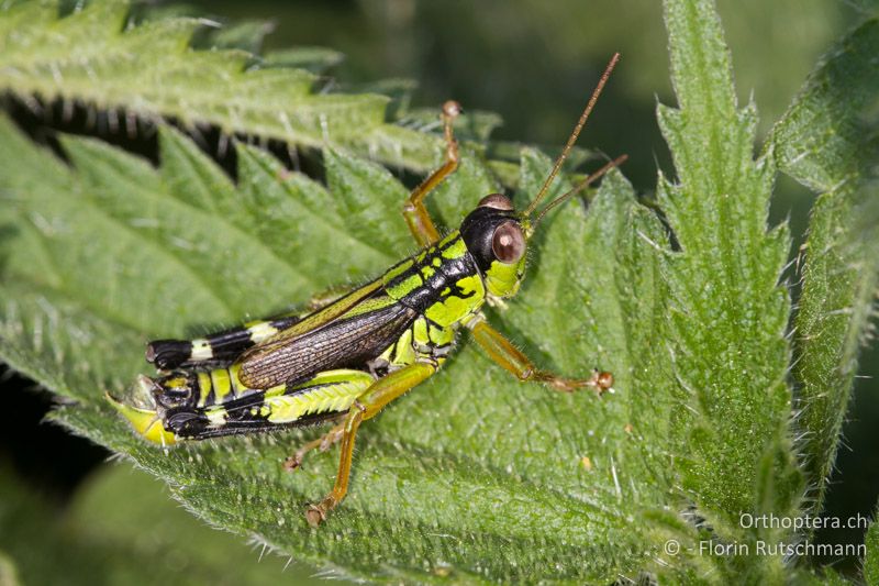 Miramella formosanta ♂ - CH, TI, Mt. Generoso, 18.08.2013