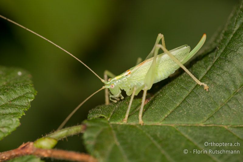 Meconema thalassinum ♀ - CH, TI, Mt. Generoso, 17.08.2014