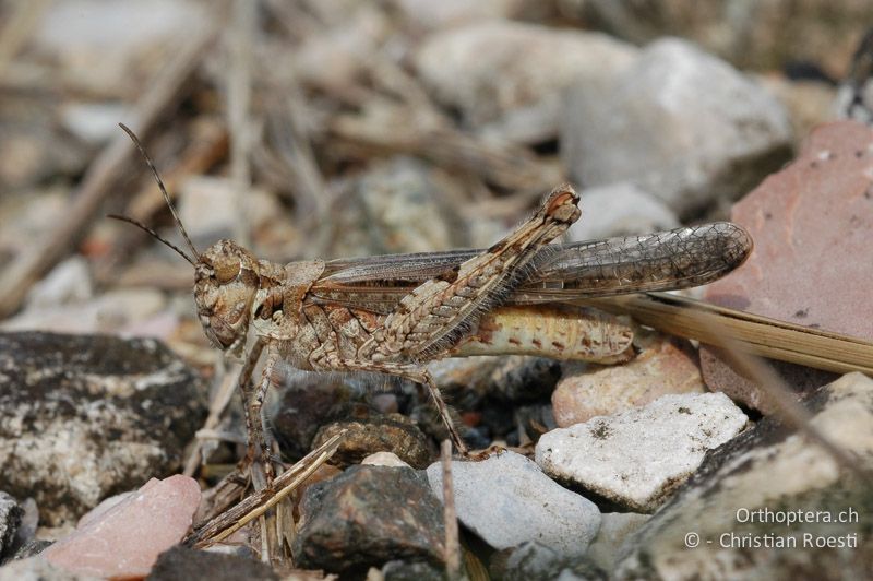 Acrotylus patruelis ♀ - CH, TI, Arzo, 07.09.2006