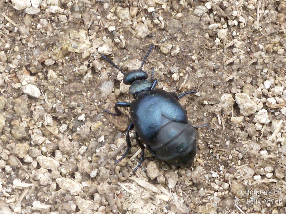 Ölkäfer Meloe sp. - GR, Westmakedonien, Mt. Varnous, 11.07.2013