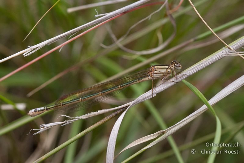 Pseudagrion spernatum, Natal Sprite ♀ - SA, Mpumalanga, Dullstroom, Field & Stream Lodge, 12.01.2015