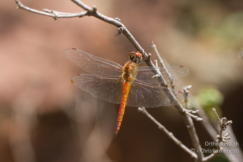 Pantala flavescens, Pantala ♂ - SA, Gauteng, Pretoria National Botanical Garden, 16.01.2015