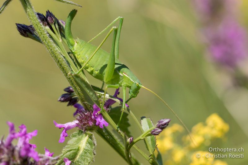 Isophya modesta ♀ - AT, Burgenland, Rohrbach bei Mattersburg, 05.07.2016