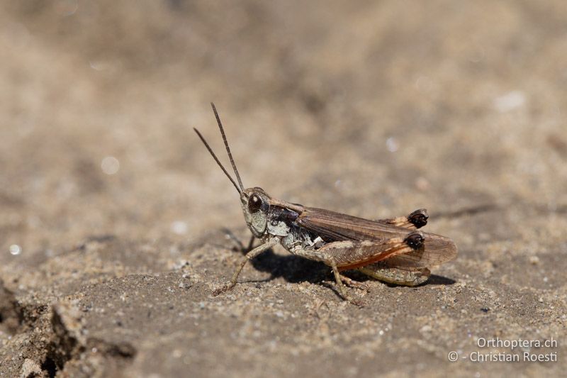 Makropteres Männchen von Chorthippus pullus