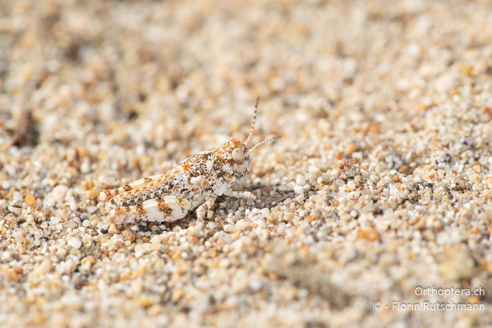 Nymphe von Sphingonotus personatus - GR, Epirus, Preveza, 06.06.2024