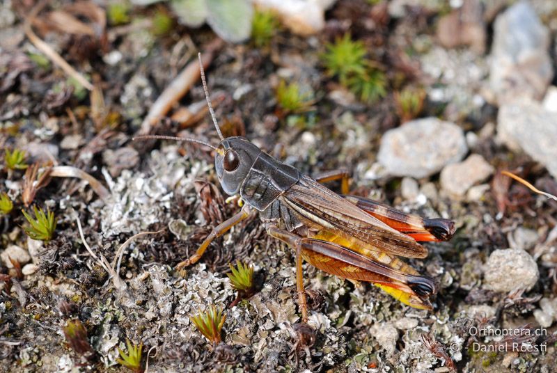 Kleine Höckerschrecke (Arcyptera microptera) ♂ - GR, Westmakedonien, Mt. Vernon, 10.07.2013